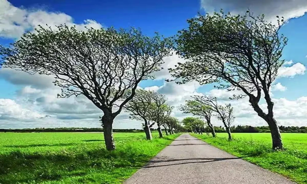 The Tree That Looked Fine Until the Wind Said Otherwise